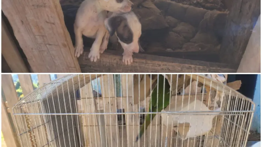 Homem é preso por maus-tratos a animais em propriedade rural no Sul de Minas